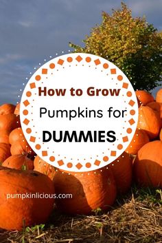 pumpkins with the words how to grow pumpkins for dummies