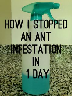 a blue spray bottle with the words how i stopped an ant infestation in 1 day