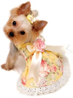 a small dog wearing a dress with flowers on it