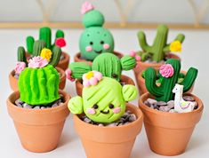 small cactus plants in clay pots with rocks