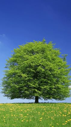 a large green tree sitting on top of a lush green field filled with yellow flowers