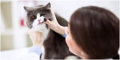 Stomatitis In Cats: What Every Cat Owner Needs To Know