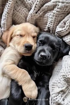 two puppies cuddle together on a blanket