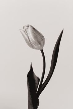 a black and white photo of a single tulip