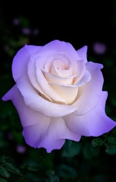 a pink rose with green leaves in the foreground and a black background behind it