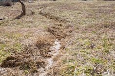 a dirt path in the middle of an open field with a dead tree behind it