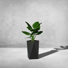 a green plant in a black vase on a white surface with a shadow from the wall behind it