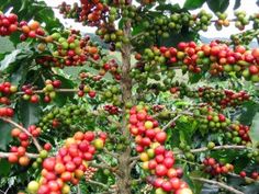 an image of coffee beans growing on the tree in arabic writing, with green leaves and red berries