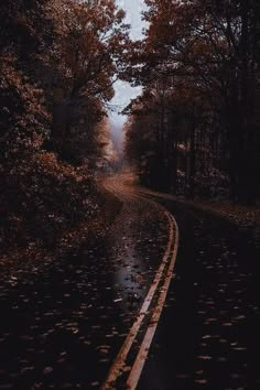 a wet road in the middle of some trees