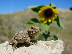 a small lizard sitting on top of a rock next to a sunflower in the background