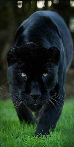 a black panther walking across a lush green field