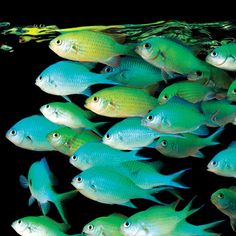 a large group of fish swimming in the ocean