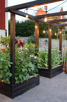 an outdoor garden with lots of plants and lights