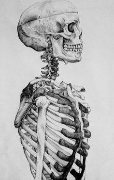 a drawing of a human skeleton with the upper half turned to look like it is holding something in its hand