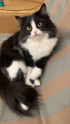 a black and white cat sitting on top of a couch