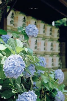 blue hydrangeas in front of stacks of boxes on the side of a building