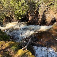 a stream running through a forest filled with trees