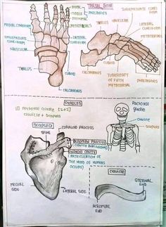 Science Study Notes, Anatomy And Physiology Notes, Physiology Notes, Teas 7, Anatomy Skeleton, Study Anatomy, Biological Anthropology