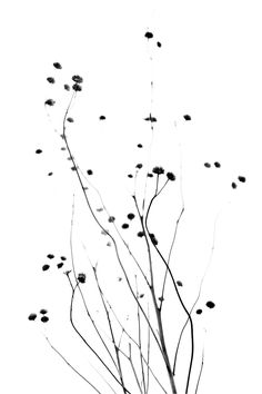 black and white photograph of branches with small flowers