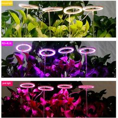 three different types of plants with lights on them and flowers in the middle one is purple