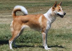 a brown and white dog standing on top of a grass covered field