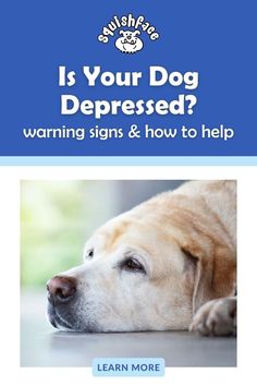 Depression in dogs is real. Discover the key signs of dog depression, how changes in dog behavior can signal underlying issues, and dog care tips for helping your precious pup. This article shares practical pet advice to enhance pet health and overall well being and is a must for all dog owners. Get these dog care and dog health tips at Squishface when you read now! | dog remedies Itchy Dog Remedies, Dogs Signs, Dog Tear Stains, Senior Dogs Care, Dog Remedies