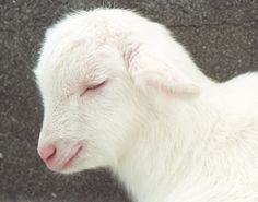 a close up of a white goat with its eyes closed