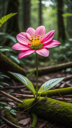 a pink flower with yellow center in the woods