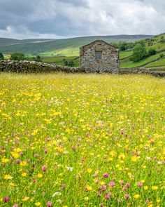 a field full of yellow and pink flowers next to a stone wall with a barn in the background