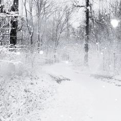 a snowy path in the woods with trees and snow flakes on it's ground