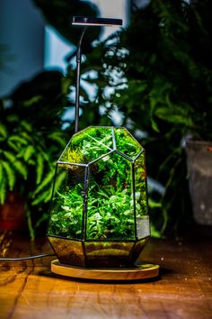 a glass container filled with green plants on top of a wooden table next to potted plants