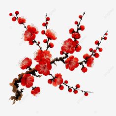 a branch with red flowers on it against a white background, branches, flower png and psd