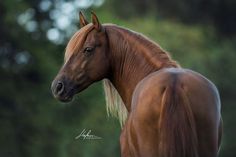 two brown horses standing next to each other