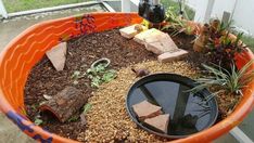 an orange bowl filled with plants and rocks in the ground next to a beer bottle