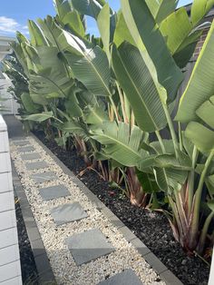 a row of banana trees next to a house