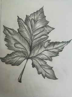 a pencil drawing of a leaf