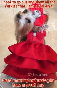 a small dog wearing a red dress with a big bow