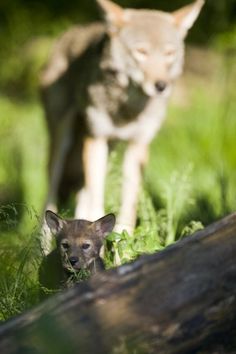 an animal that is standing in the grass next to a tree trunk and another animal behind it