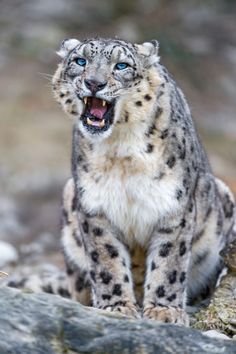 a snow leopard sitting on top of a rock next to a pile of rocks with its mouth open