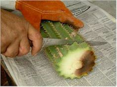 a person cutting up a piece of fruit with a pair of scissors