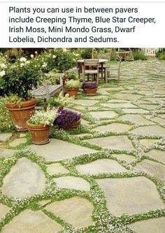 a stone walkway with potted plants and benches in the background, along with text that reads plants you can use in between pavers include creeping thyle blue star creeper, irish moss