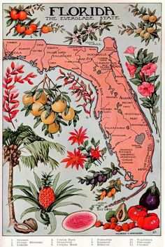 an old florida map with fruit and flowers