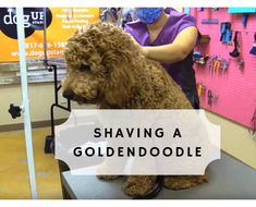 a poodle being groomed at a dog grooming salon with the text shaving a goldendoodlee