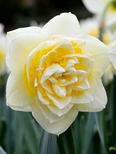 a yellow and white flower is blooming in the garden with other flowers behind it