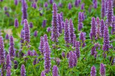 purple flowers are blooming in the field