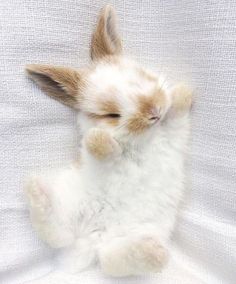 a small white and brown rabbit laying on it's back