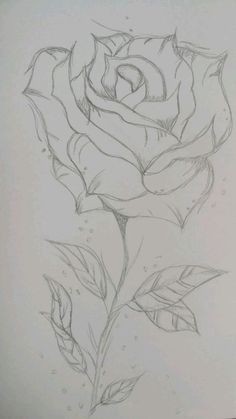 a pencil drawing of a rose on paper