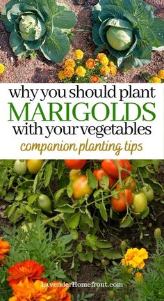 vegetables growing in the ground with text overlay that reads why you should plant margods with your vegetables companion planting tips