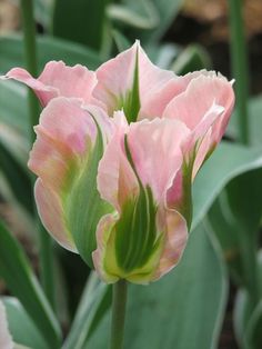 a pink flower with green leaves in the foreground and on the background is another plant