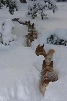 three dogs playing in the snow with each other